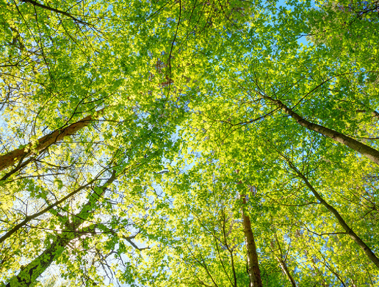 How the IFS ESG Compliance Check empowers businesses in sustainable practices